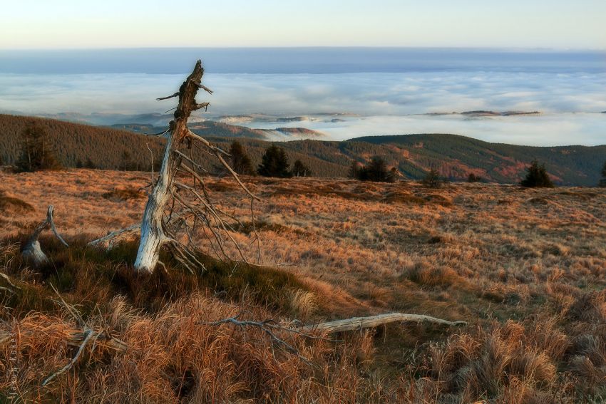 Vysoká hole, Jeseníky