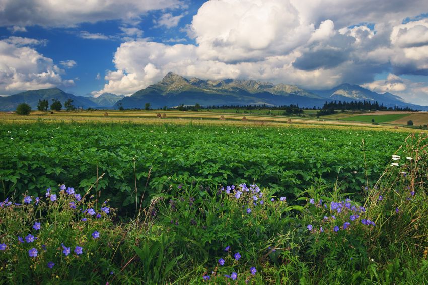 Kriváň a Vysoké Tatry