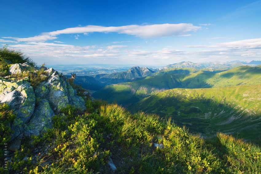 Kamzík při výstupu na Volovec, Západní Tatry