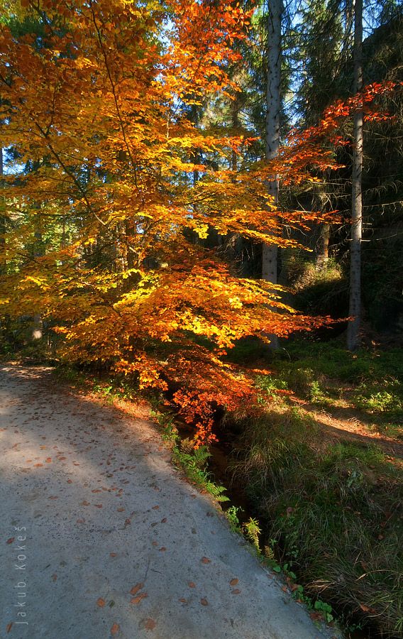 Adršpašské skály