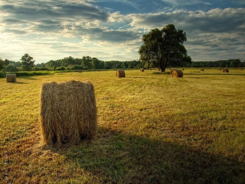 Pohansko u Břeclavi, Jižní Morava